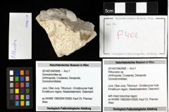 Foto (Objekt + Etiketten) von Pithonoton sp. 